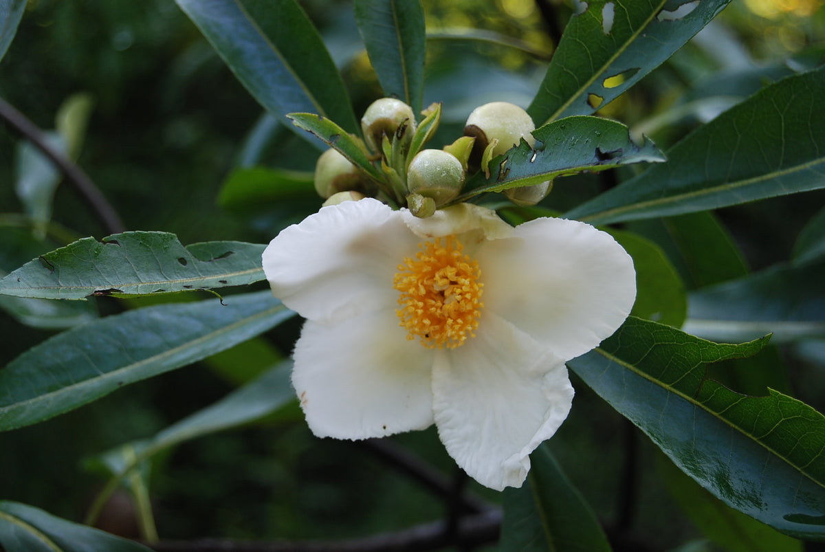 Gordlinia grandiflora 'Sweet Tea' – Nurseries Caroliniana