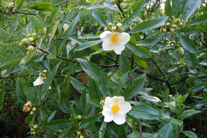 Gordlinia grandiflora 'Sweet Tea'