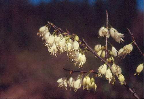 Halesia carolina 'Savannah River'