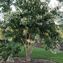 Heptacodium miconioides 'SMNHMRF PP30763 / Proven Winner® Color Choice® TEMPLE OF BLOOM