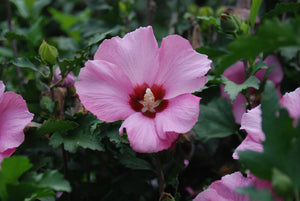 Hibiscus syriacus 'Aphrodite'