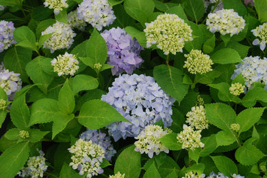 Hydrangea macrophylla mac. 'Eva Lyon Holmes'