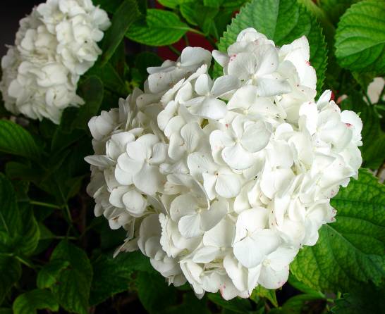 ボウラン（白斑、白花） Petunia Shock Wave® 'White (seed)' from Penn State Trial Gardens