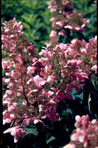 Hydrangea paniculata 'Chantilly Lace'