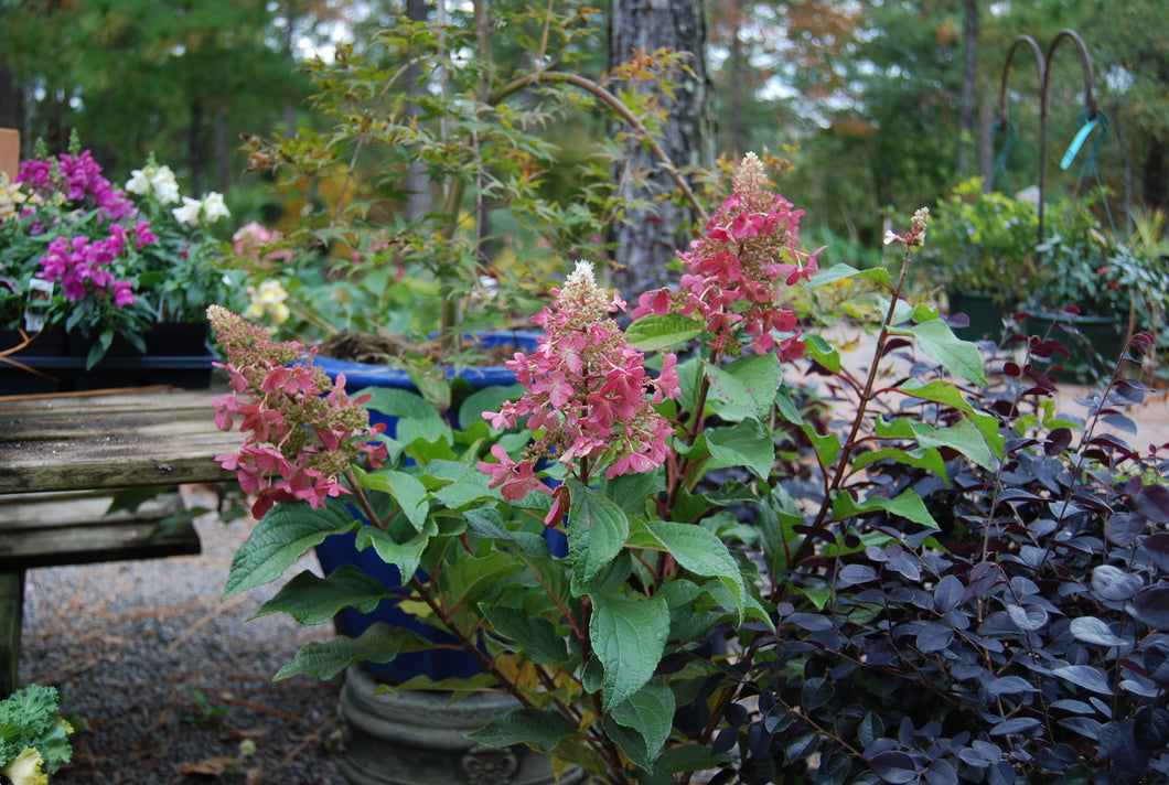 Hydrangea paniculata 'DVPPINKY' PP16166 / Proven Winner® Color Choice® PINKY WINKY™