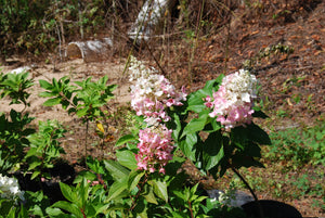 Hydrangea paniculata 'DVPPINKY' PP16166 / Proven Winner® Color Choice® PINKY WINKY™