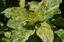 Hydrangea paniculata 'Yuki Gessho'