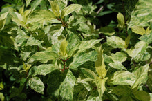 Hydrangea paniculata 'Yuki Gessho'