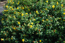 Hypericum frondosum 'Sunburst'