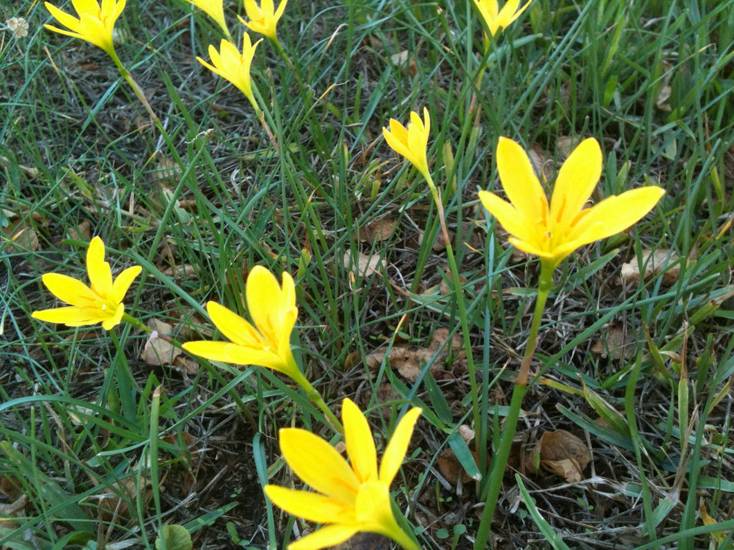 yellow rain lily flower Zephyranthes flava – Nurseries Caroliniana