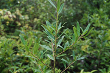 Ilex myrtifolia (syn. I. cassine var. myrtifolia)