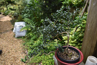 Ilex crenata 'Rocky Creek'