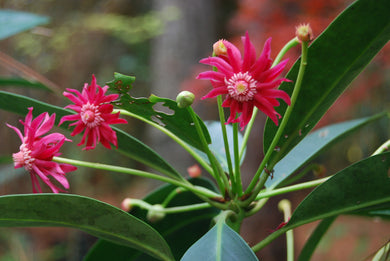 Illicium ‘Woodlander Ruby’
