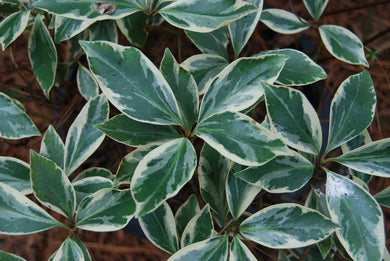 Illicium anisatum 'Fuji no Shirazuki' (syn. Albo-marginata)
