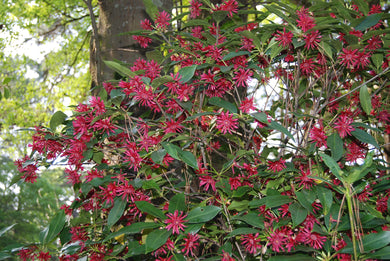Illicium floridanum 'Halley's Comet'
