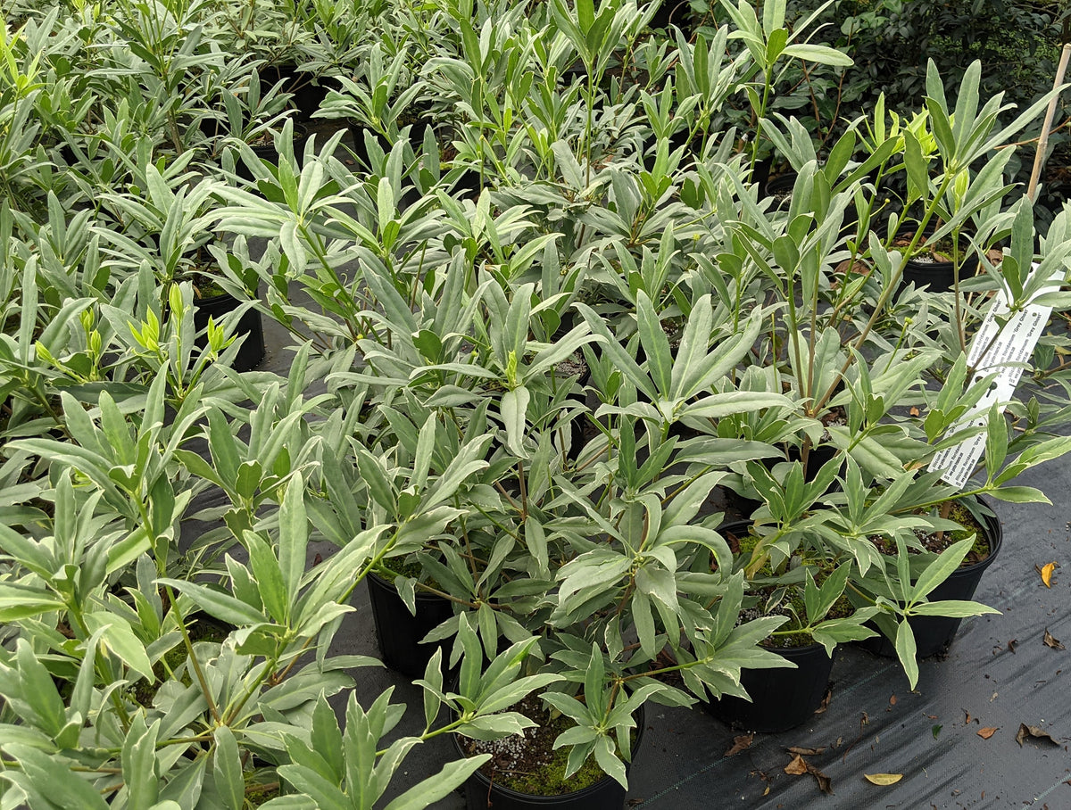 Illicium floridanum 'Grey Ghost' – Nurseries Caroliniana