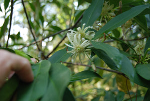 Illicium floridanum 'Semmes'