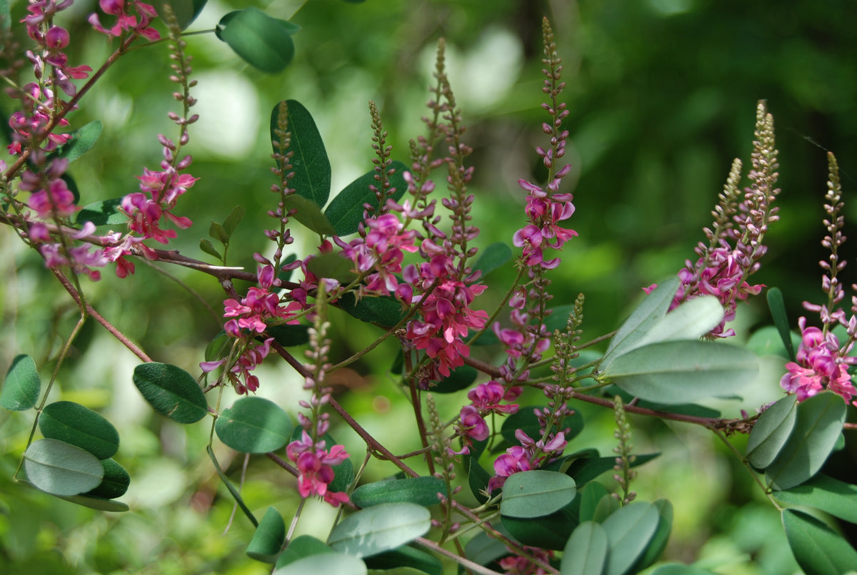 Indigofera amblyantha – Nurseries Caroliniana