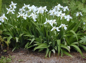 Iris tectorum ‘Alba'
