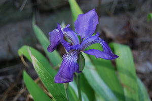 Iris tectorum 'Ikeda Sunbeam'