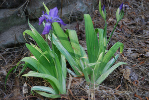 Iris tectorum 'Ikeda Sunbeam'