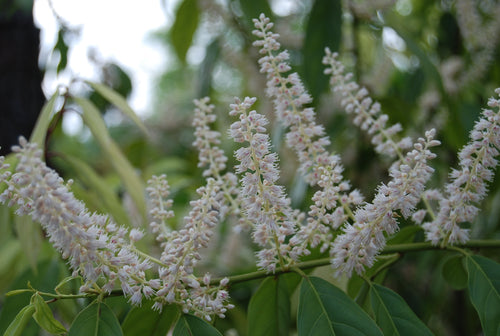 Itea chinensis