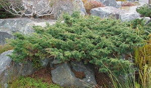 Juniperus chinensis 'Shimpaku'