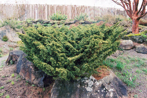 Juniperus chinensis 'Shimpaku'