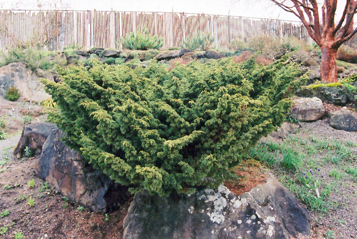 Juniperus chinensis 'Shimpaku' – Nurseries Caroliniana