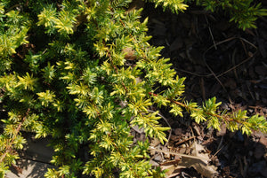 Juniperus conferta 'Golden Pacific'™