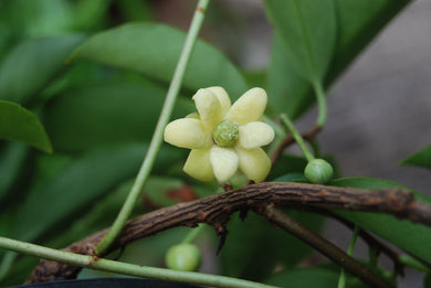 Kadsura japonica 'King Kong'