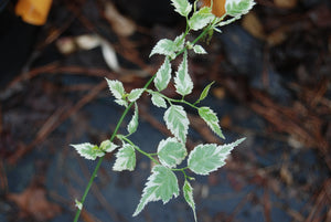 Kerria japonica ‘Picta’