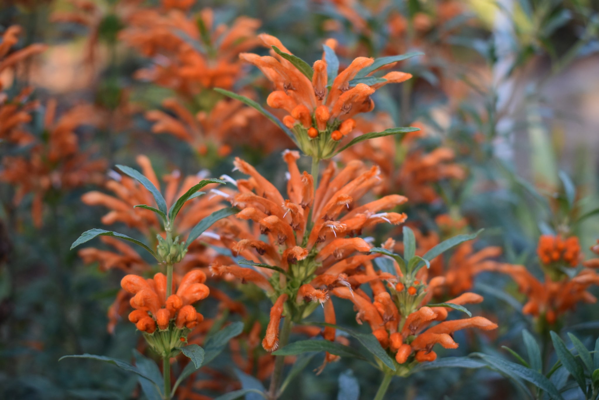 Leonotis leonurus – Nurseries Caroliniana