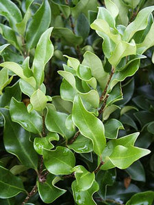 Ligustrum japonicum 'Recurvifolium'