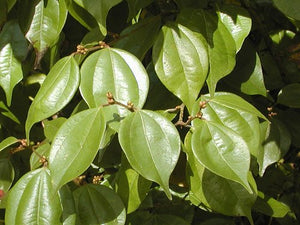 Lindera strychnifolia