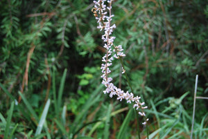 Liriope platyphylla 'Korean Giant'