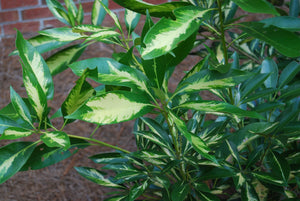 Lithocarpus edulis 'Starburst'