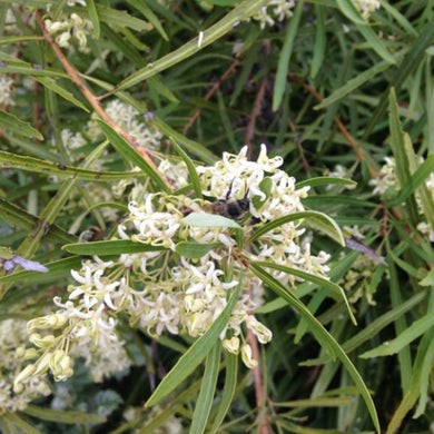 Lomatia myricoides