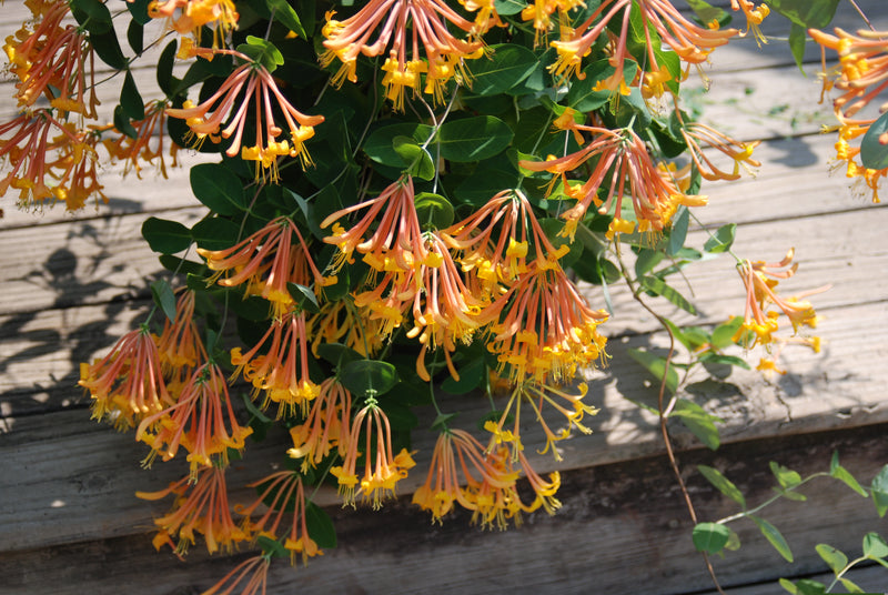 Lonicera 'Mandarin' PP 11,083 – Nurseries Caroliniana