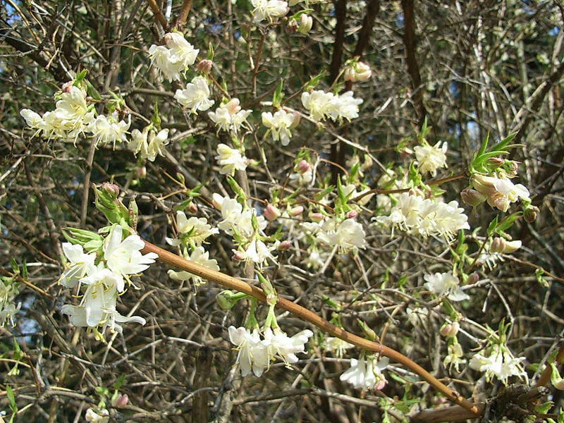 Lonicera fragrantissima – Nurseries Caroliniana