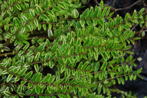 Lonicera nitida 'Lemon Beauty' – Nurseries Caroliniana