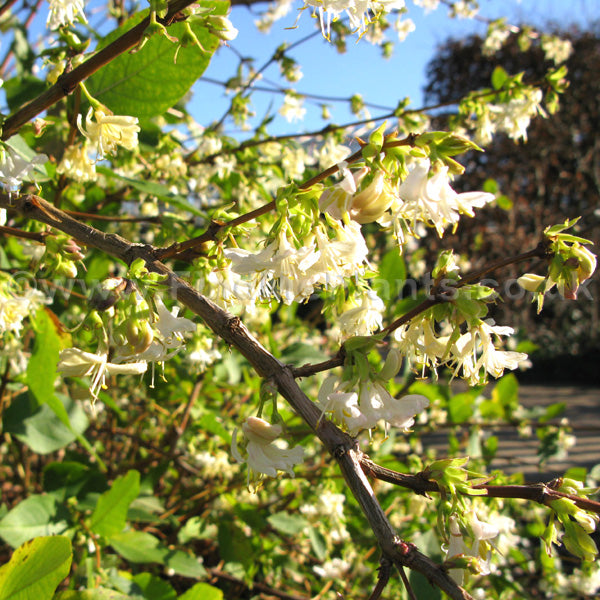 lonicera purpusii fragrantissima Lonicera purpusii