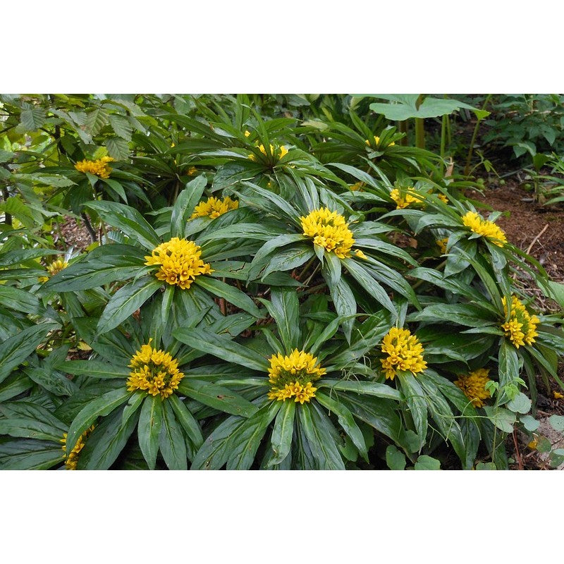 Lysimachia paridiformis var. stenophylla