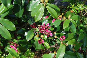 Magnolia (Michelia) figo ssp. crassipes 'Royal Robes'