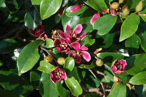 Magnolia (Michelia) figo ssp. crassipes 'Royal Robes'