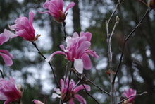 Magnolia loebneri ‘Leonard Messel’