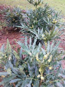 Mahonia 'sPg-15-1' PP29095 Southern Living® Plant Collection, Sunset® Western Garden Collection BEIJING BEAUTY­™