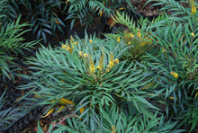 Mahonia eurybracteata 'Narihira'