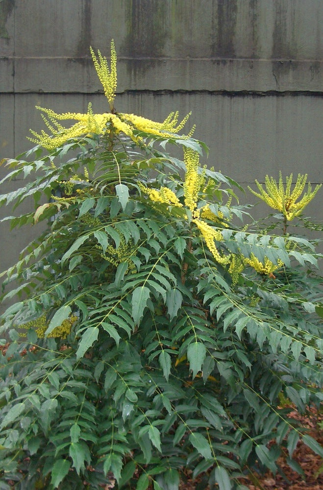 Mahonia media 'Underway' – Nurseries Caroliniana