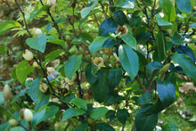 Magnolia (Michelia) figo 'Hagiwara Everblooming'